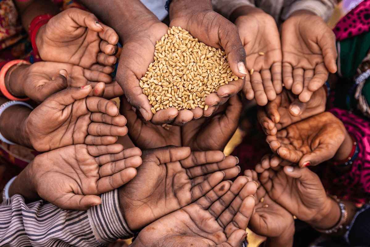 Open hands holding grain